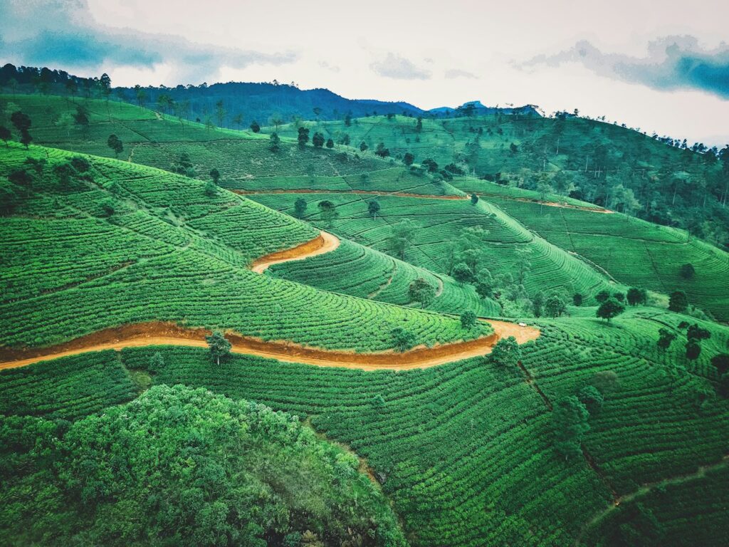 A road winding through the tea country hills of central Sri Lanka